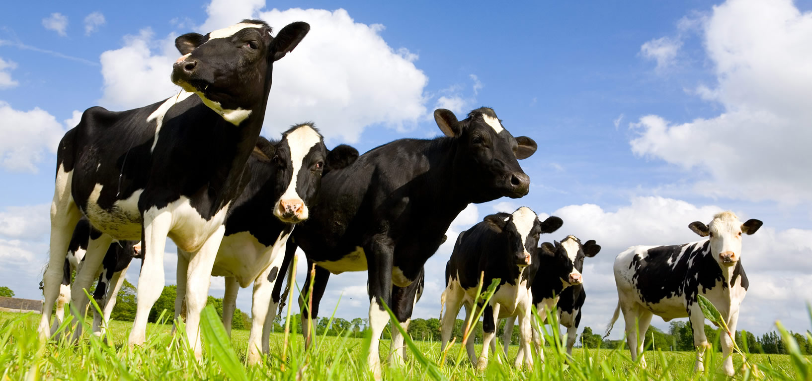 cows-banner